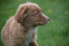 Nova Scotia Duck Tolling Retriever (reu) 56022