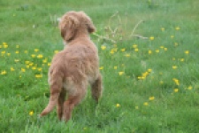 Nova Scotia Duck Tolling Retriever (reu) 56022
