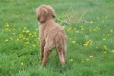 Nova Scotia Duck Tolling Retriever (reu) 56022