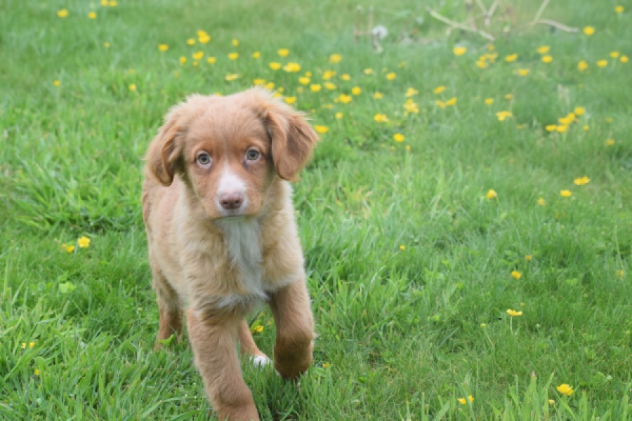 Nova Scotia Duck Tolling Retriever (reu) 56022