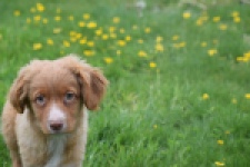 Nova Scotia Duck Tolling Retriever (reu) 56022