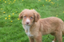 Nova Scotia Duck Tolling Retriever (reu) 56022