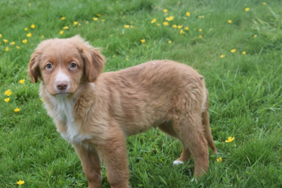 Nova Scotia Duck Tolling Retriever (reu) 56022