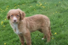 Nova Scotia Duck Tolling Retriever (reu) 56022