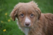 Nova Scotia Duck Tolling Retriever (reu) 56022