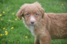 Nova Scotia Duck Tolling Retriever (reu) 56022