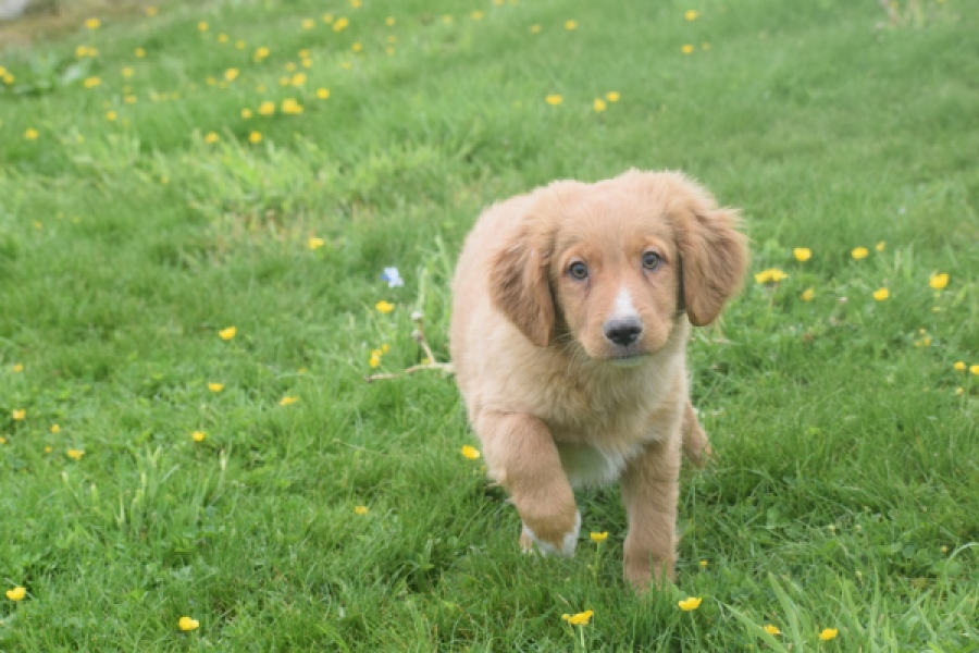 Nova Scotia Duck Tolling Retriever (reu) 57025