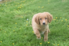 Nova Scotia Duck Tolling Retriever (reu) 57025