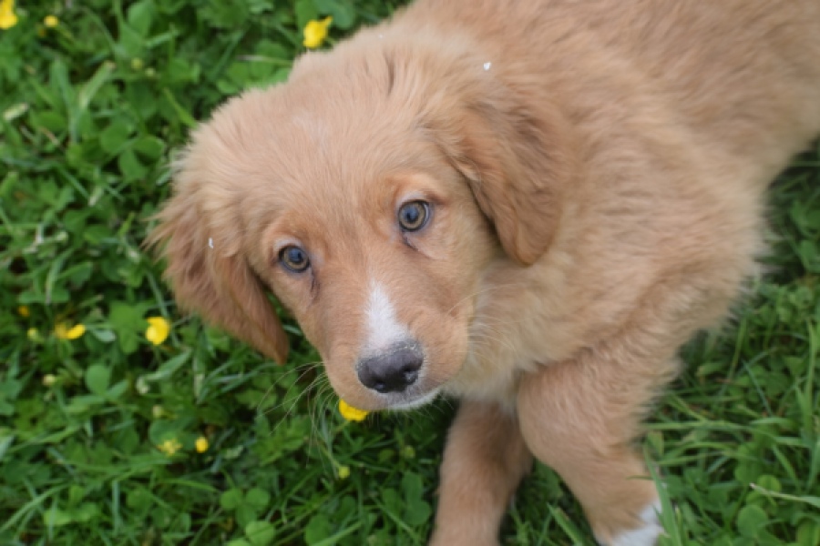 Nova Scotia Duck Tolling Retriever (reu) 57025