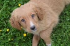 Nova Scotia Duck Tolling Retriever (reu) 57025