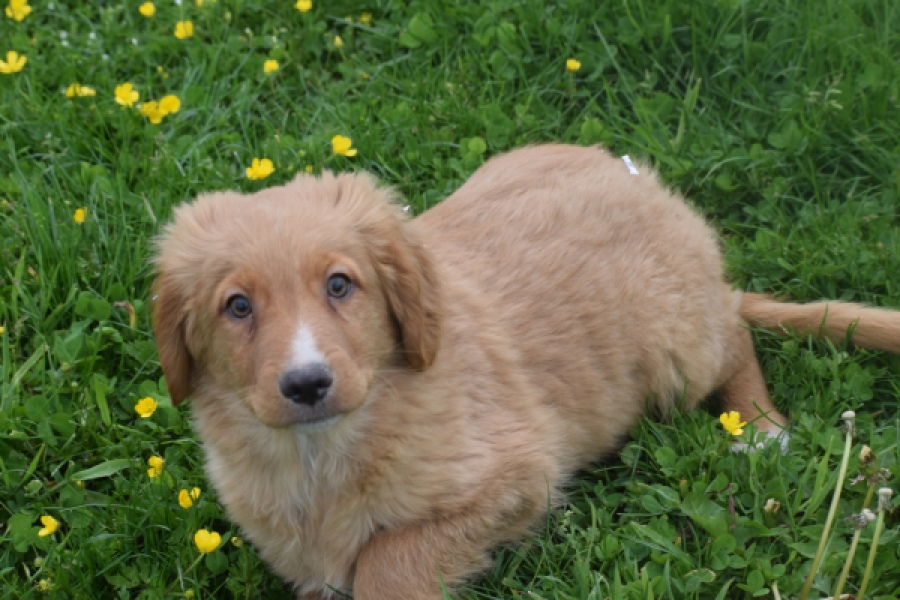 Nova Scotia Duck Tolling Retriever (reu) 57025