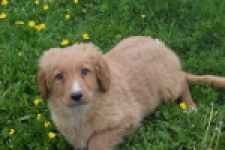 Nova Scotia Duck Tolling Retriever (reu) 57025