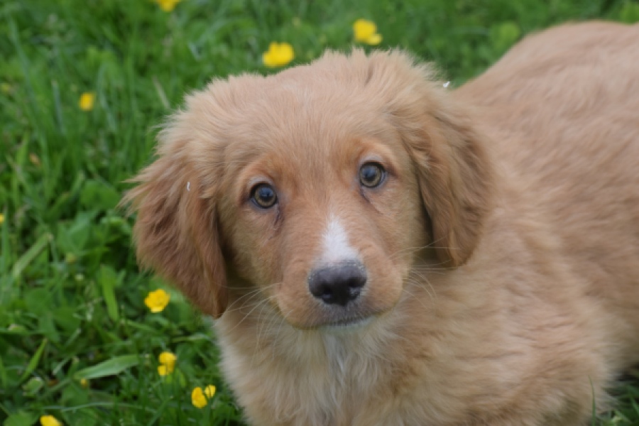 Nova Scotia Duck Tolling Retriever (reu) 57025