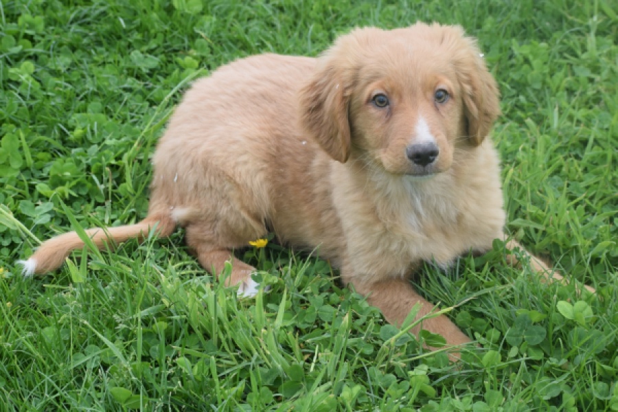 Nova Scotia Duck Tolling Retriever (reu) 57025