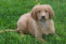 Nova Scotia Duck Tolling Retriever (reu) 57025