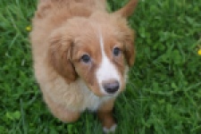 Nova Scotia Duck Tolling Retriever (teef) 57206