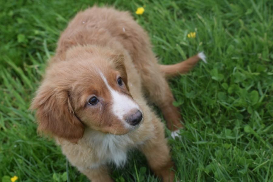 Nova Scotia Duck Tolling Retriever (teef) 57206