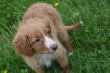Nova Scotia Duck Tolling Retriever (teef) 57206