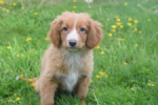 Nova Scotia Duck Tolling Retriever (teef) 57206