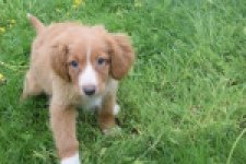 Nova Scotia Duck Tolling Retriever (teef) 57206