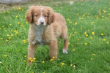 Nova Scotia Duck Tolling Retriever (teef) 57324