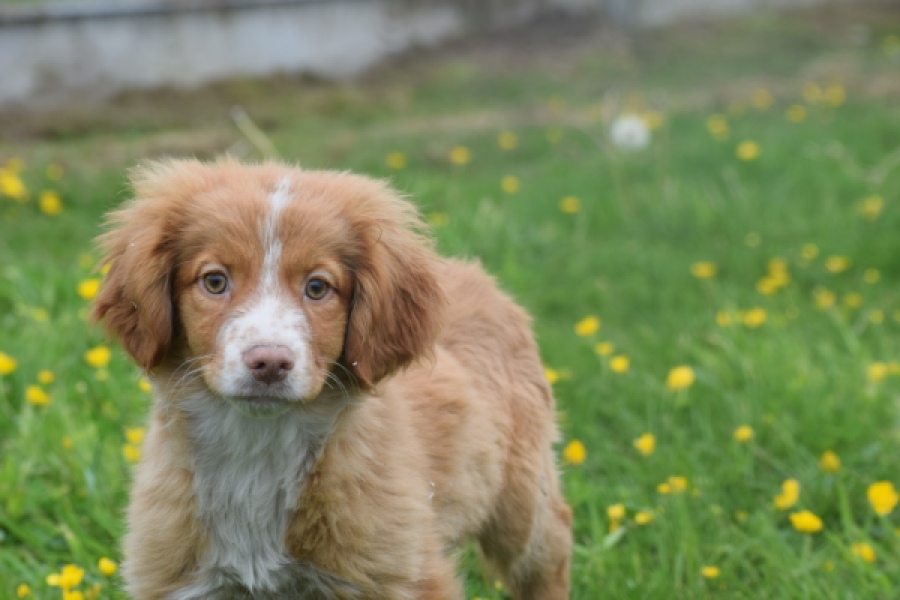 Nova Scotia Duck Tolling Retriever (teef) 57324