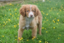 Nova Scotia Duck Tolling Retriever (teef) 57324