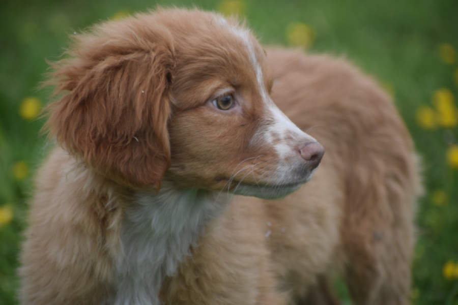 Nova Scotia Duck Tolling Retriever (teef) 57324