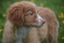 Nova Scotia Duck Tolling Retriever (teef) 57324