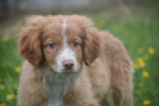 Nova Scotia Duck Tolling Retriever (teef) 57324