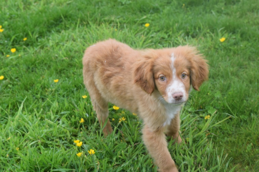 Nova Scotia Duck Tolling Retriever (teef) 57324