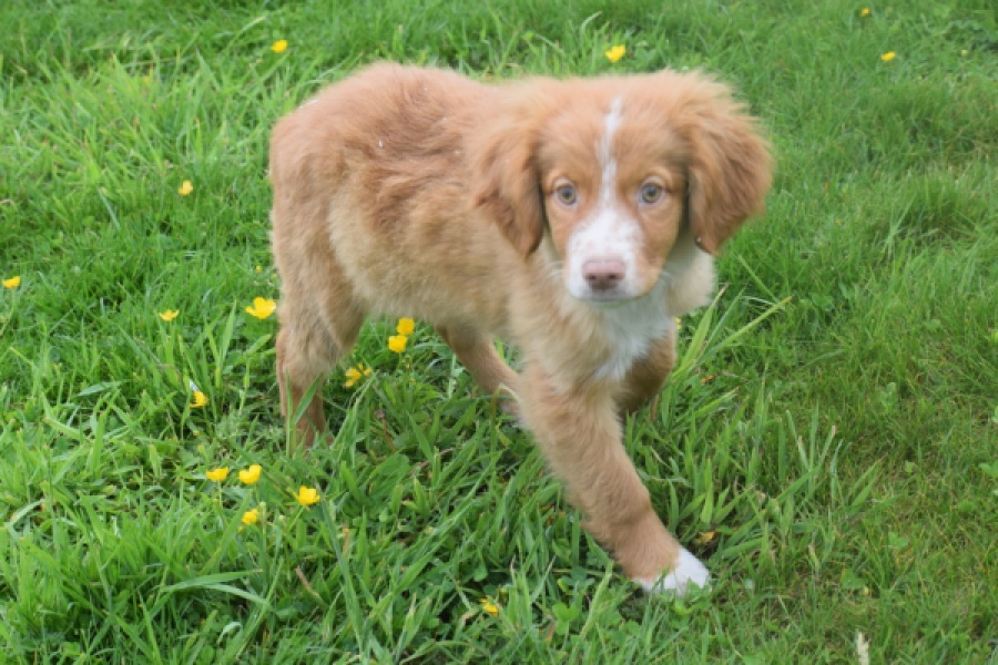 Nova Scotia Duck Tolling Retriever (teef) 57324