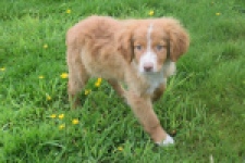 Nova Scotia Duck Tolling Retriever (teef) 57324