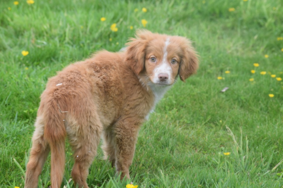 Nova Scotia Duck Tolling Retriever (teef) 57324