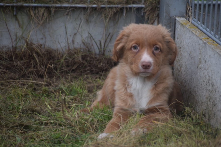 Nova Scotia Duck Tolling Retriever (reu) 56022