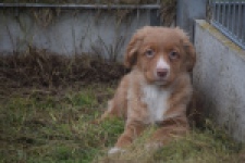 Nova Scotia Duck Tolling Retriever (reu) 56022