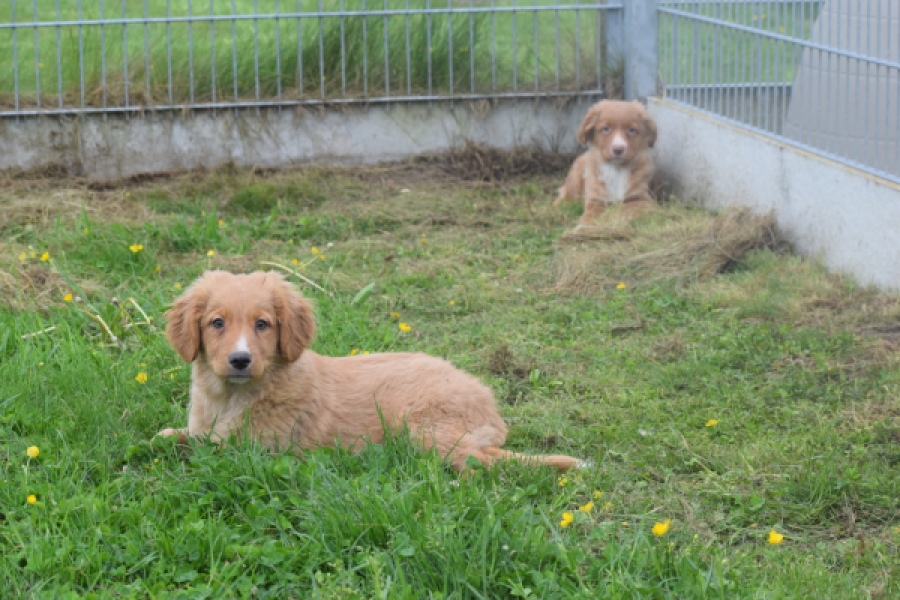 Nova Scotia Duck Tolling Retriever (reu) 57025
