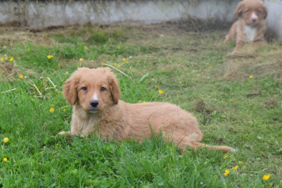 Nova Scotia Duck Tolling Retriever (reu) 57025