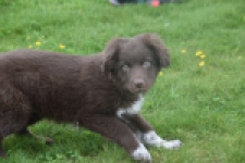 Border Collie (reu) 64171