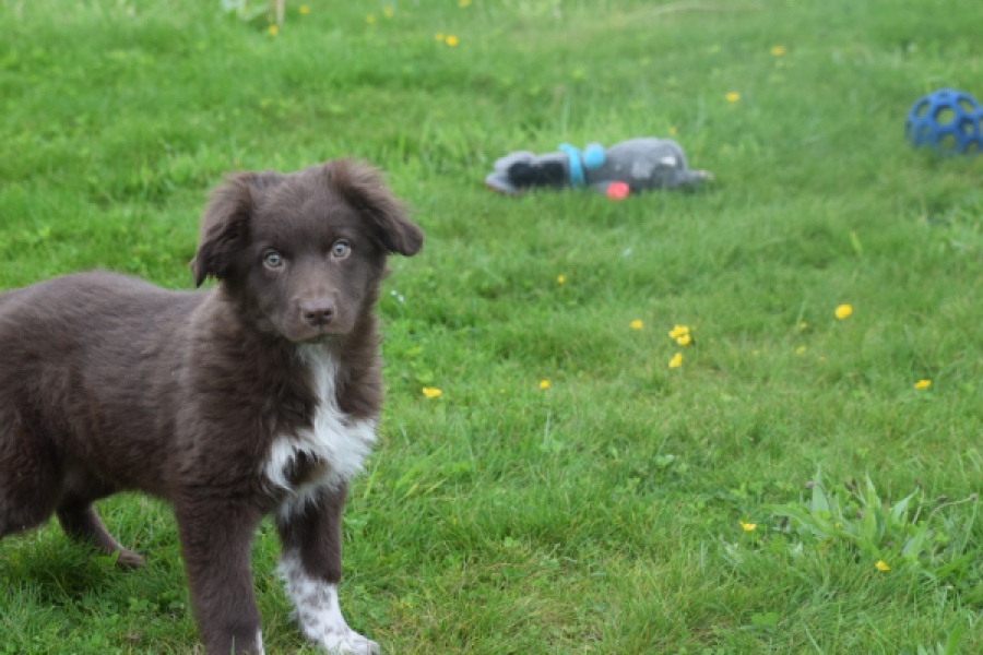 Border Collie (reu) 64171