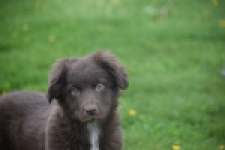 Border Collie (reu) 64171
