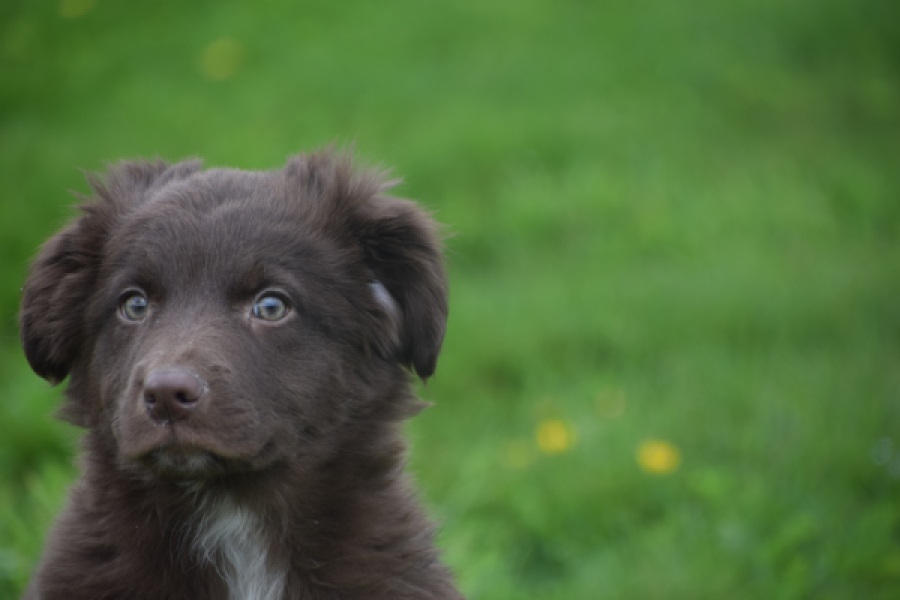 Border Collie (reu) 64171