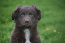 Border Collie (reu) 64171