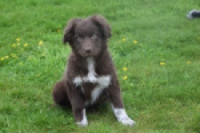 Border Collie (reu) 64171