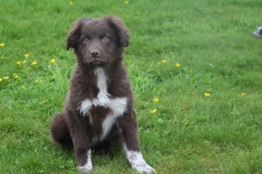 Border Collie (reu) 64171