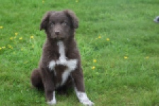 Border Collie (reu) 64171