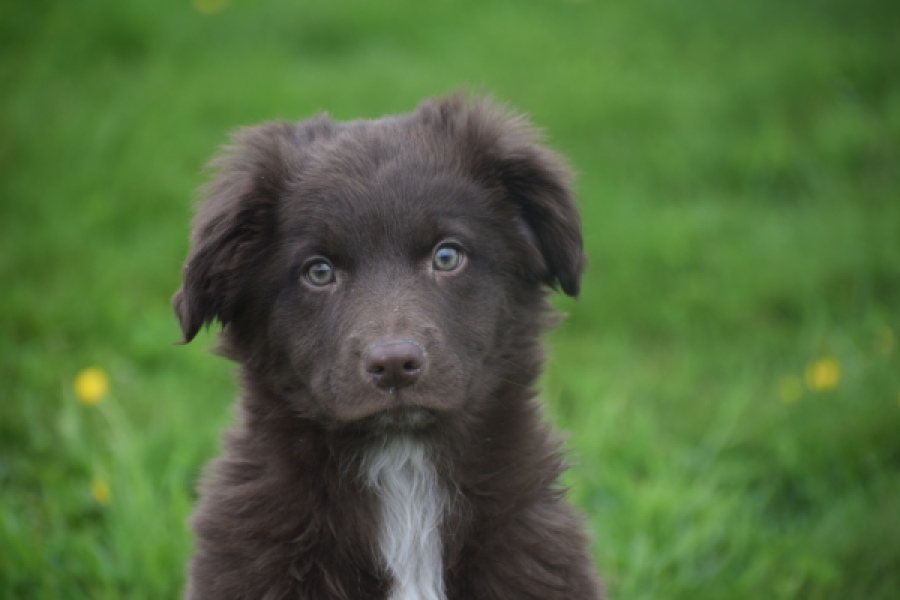 Border Collie (reu) 64171