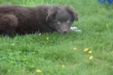 Border Collie (reu) 64171