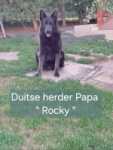 Duitse herder (teef) 25378