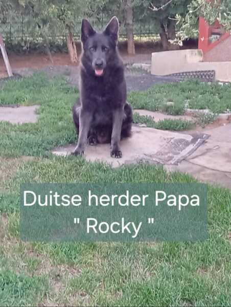 Duitse herder (teef) 25384